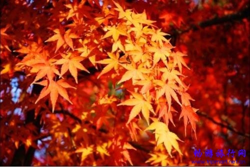 全球二十大最美红叶景区:五彩斑斓犹如仙境(多图)