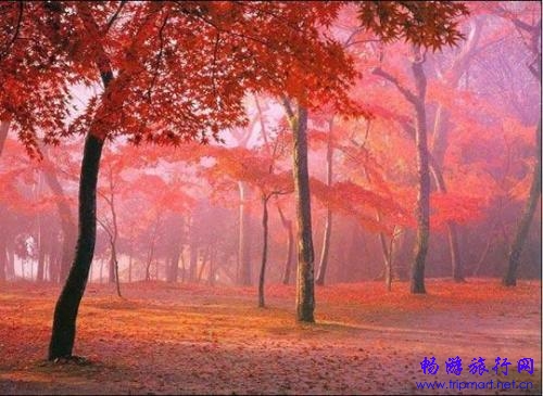 全球二十大最美红叶景区:五彩斑斓犹如仙境(多图)