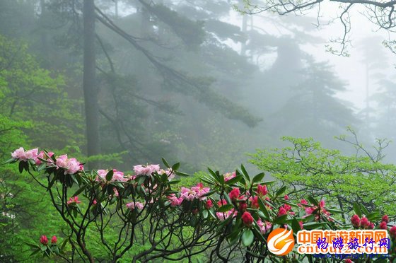 黄山杜鹃